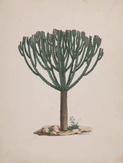 Euphorbia abyssinica J.F. Gmel. (Ethiopian Tree-Spurge), Luigi Balugani