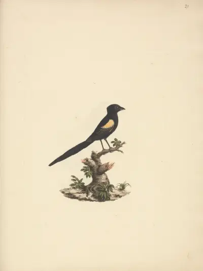 Euplectes axillaris (Fan-tailed widowbirds), Luigi Balugani