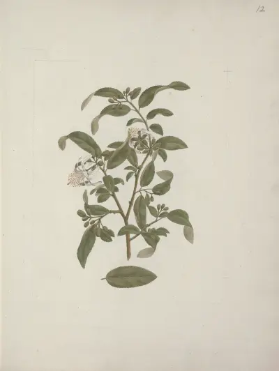 Grewia ferruginea A. Rich, Luigi Balugani