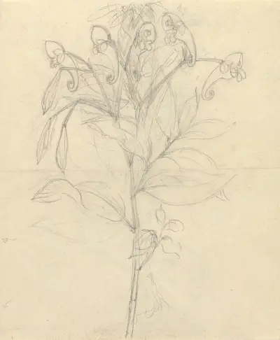 Impatiens rothii, Luigi Balugani