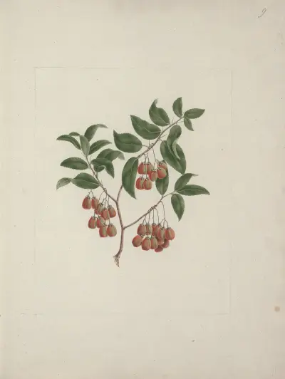 Maytenus arguta (Loes.) N. Robson, Luigi Balugani
