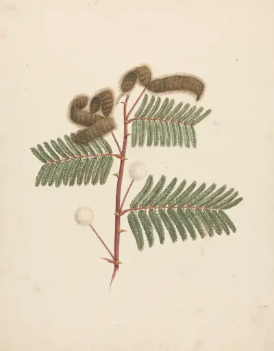 Mimosa pigra (L.), Luigi Balugani
