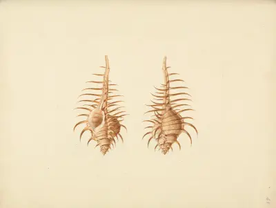 Murex pecten (Venus Comb Murex), Luigi Balugani