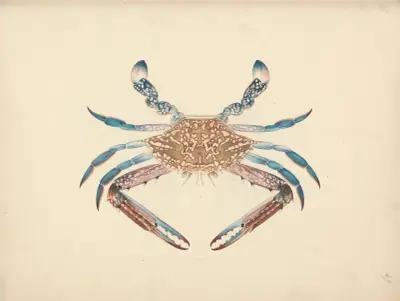 Portunua pelagicus (Blue Crab), Luigi Balugani