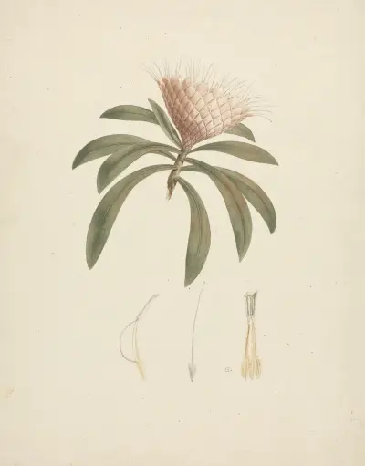 Protea gaguedi J.F. Gmel. (Protea), Luigi Balugani