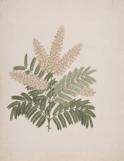 Pterolobium stellatum (Forssk), Luigi Balugani
