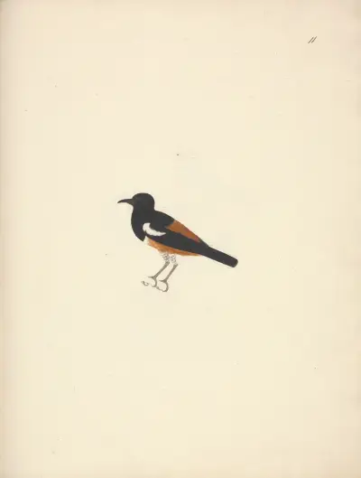 Thamnolaea semirufa (White-winged Cliff-chat), Luigi Balugani
