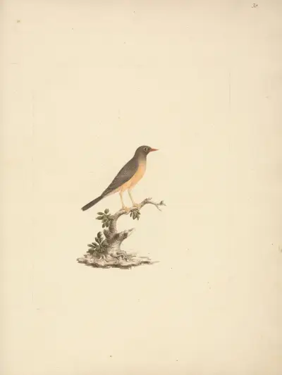 Turdus abyssinicus (Mountain Thrush), Luigi Balugani