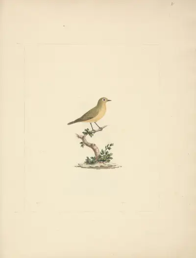 Unidentified Bird, Luigi Balugani