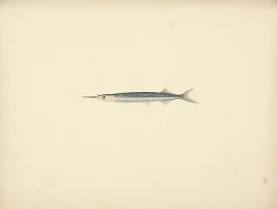 Unidentified Fish – Nr. 2, Luigi Balugani