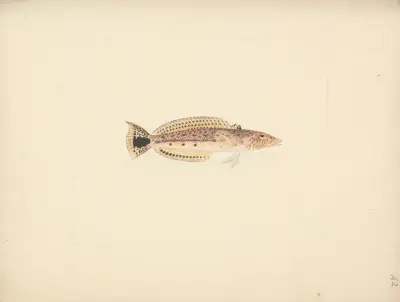Unidentified Fish – Nr. 3, Luigi Balugani