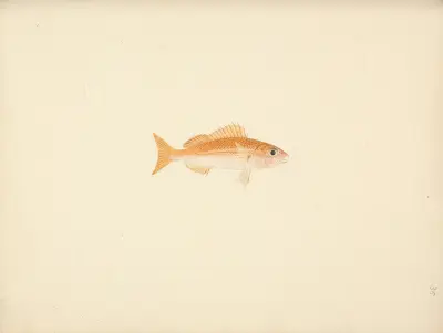 Unidentified Fish – Nr. 4, Luigi Balugani