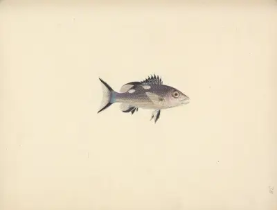 Unidentified Fish – Nr. 1, Luigi Balugani