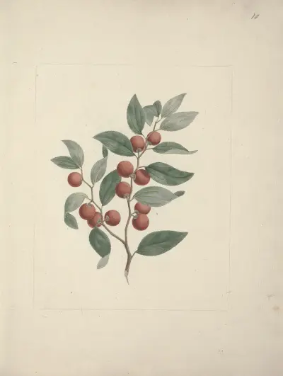 Ziziphus abyssinica A. Rich. (Ethiopian Christ-Thorn), Luigi Balugani