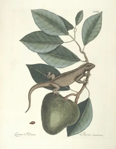 Piscium, serpentum, insectorum, aliorumque nonnullorum animalum nec non plantarum quarundam imagines Pl.064 av Mark Catesby