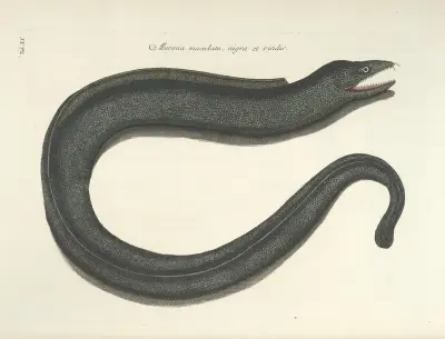 Piscium, serpentum, insectorum, aliorumque nonnullorum animalum nec non plantarum quarundam imagines Pl.020 av Mark Catesby