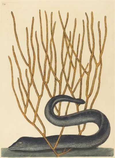 The Black Muray (Muraenae helenae varietas) av Mark Catesby