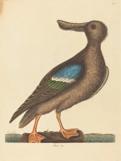 The Blue Winged Shoveler (Anas clypeata foemina) av Mark Catesby