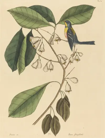 The Finch Creeper (Parus americanus) av Mark Catesby