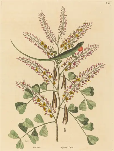 The Green Lizard of Jamaica (Lacerta bullaris) av Mark Catesby