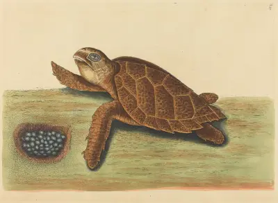 The Hawks-bill Turtle (Testudo caretta) av Mark Catesby