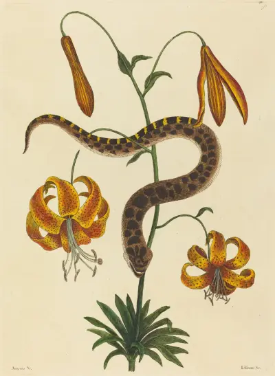 The Hog-nose Snake (Boa contortrix) av Mark Catesby