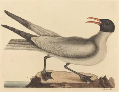 The Laughing Gull (Larus articilla) av Mark Catesby