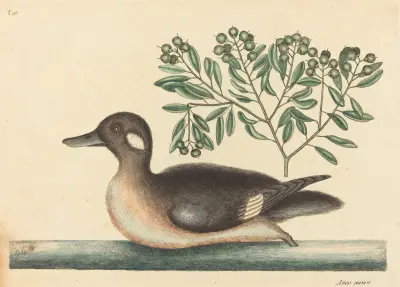 The Little Brown Duck (Anas rustica) av Mark Catesby
