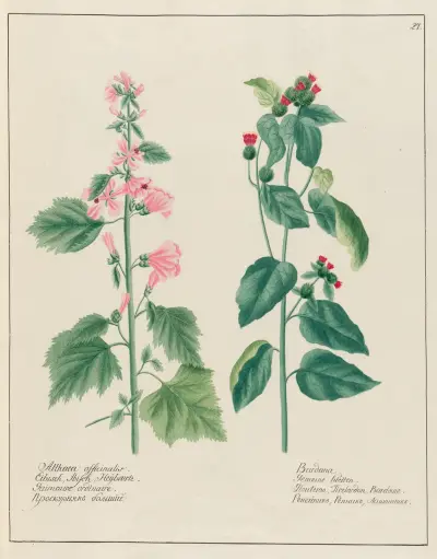 Althaea officinalis … [and] Bardana av Petr Martynovich Gofman