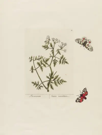Conium maculatum av Petr Martynovich Gofman