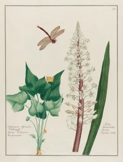 Contrayerva Officinalis … [and] Scilla av Petr Martynovich Gofman