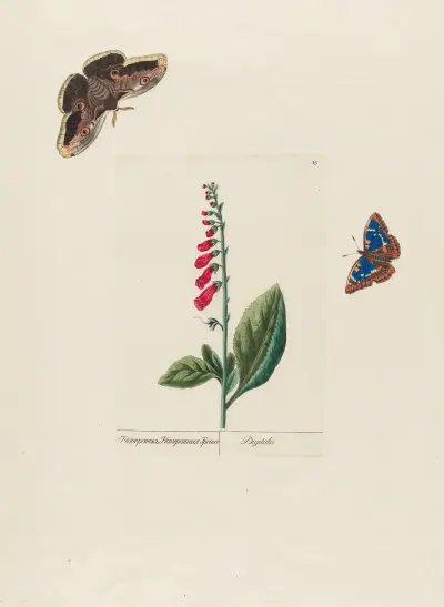 Digitalis av Petr Martynovich Gofman