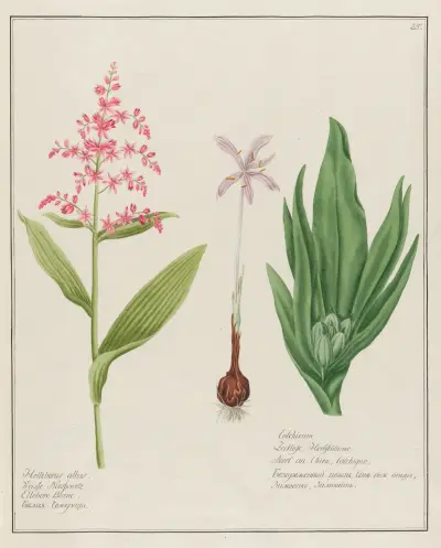 Helleborus albus … [and] Colchicum av Petr Martynovich Gofman