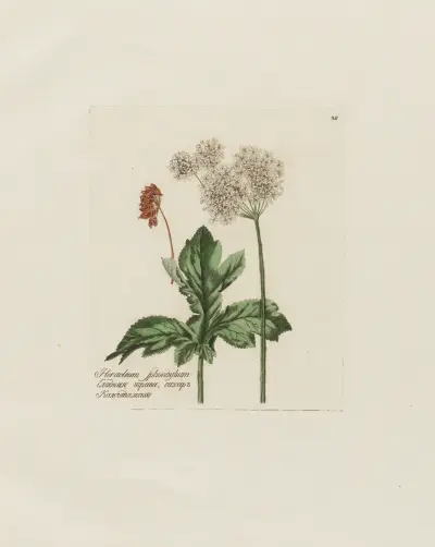 Heracleum Sphondylium av Petr Martynovich Gofman