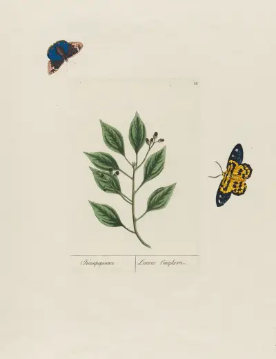 Laurus Camphor av Petr Martynovich Gofman