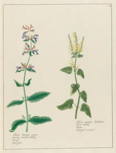Salvia hortensis major. … [and] Salvia agrestis av Petr Martynovich Gofman