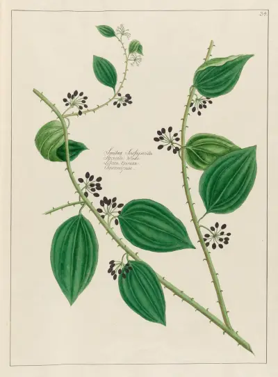Smilax Sassaparilla av Petr Martynovich Gofman