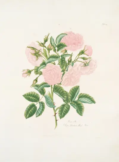 Rosa alba, Mary Lawrance