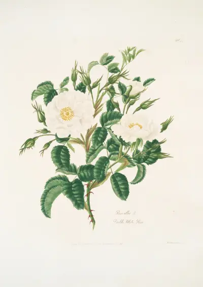 Róża biała3, Mary Lawrance