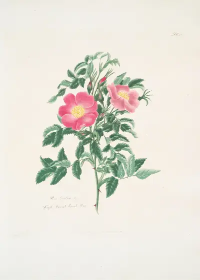 Rosa carolina2, Mary Lawrance