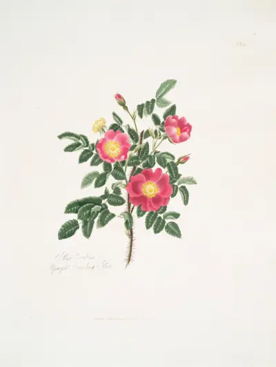 Róża karolińska 3, Mary Lawrance