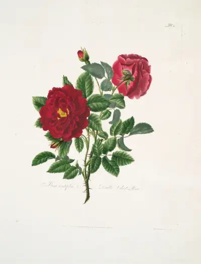 Róża stulistna, Mary Lawrance
