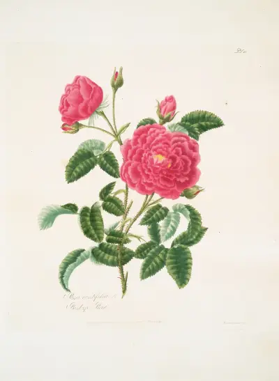 Rosa centifolia, Mary Lawrance