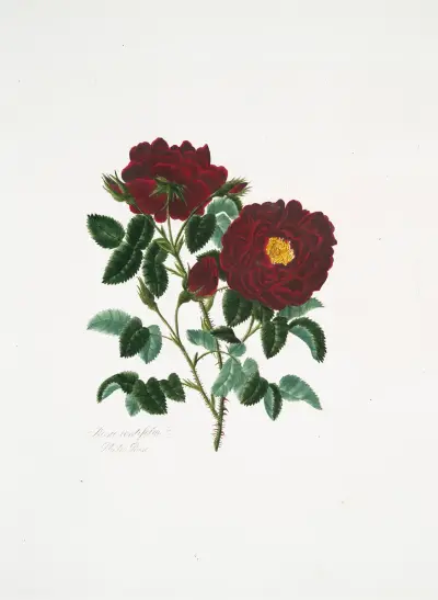 Rosa centifolia4, Mary Lawrance
