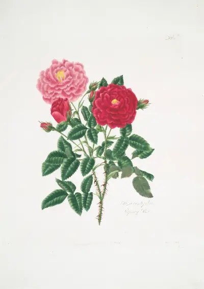 Rosa centifolia6, Mary Lawrance