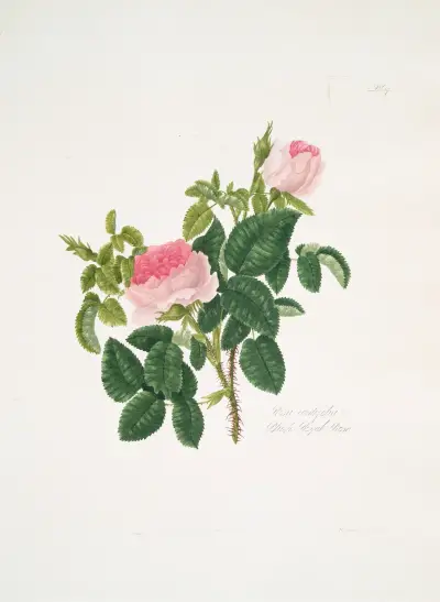 Rosa centifolia7, Mary Lawrance