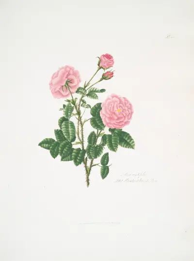 Rosa centifolia8, Mary Lawrance