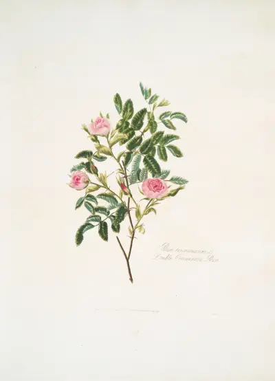 Rosa cinnamomea, Mary Lawrance