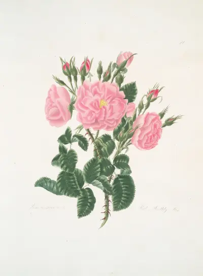 Rosa damascena, Mary Lawrance