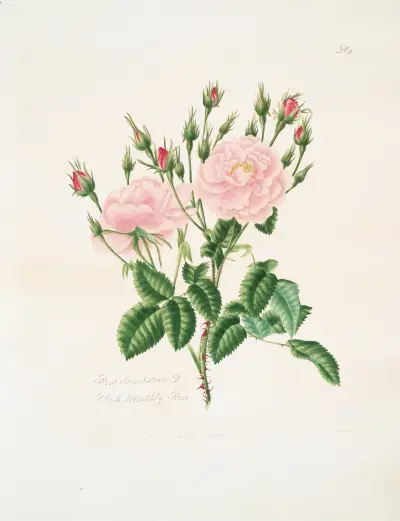 Rosa damascena3, Mary Lawrance